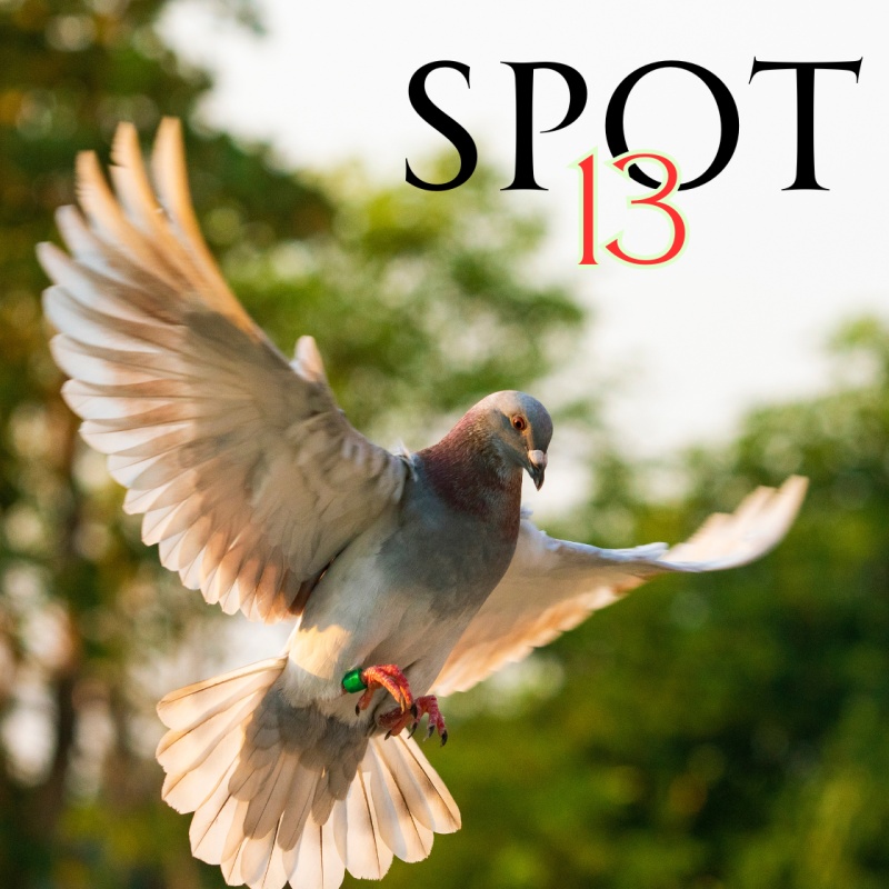 Spot 13