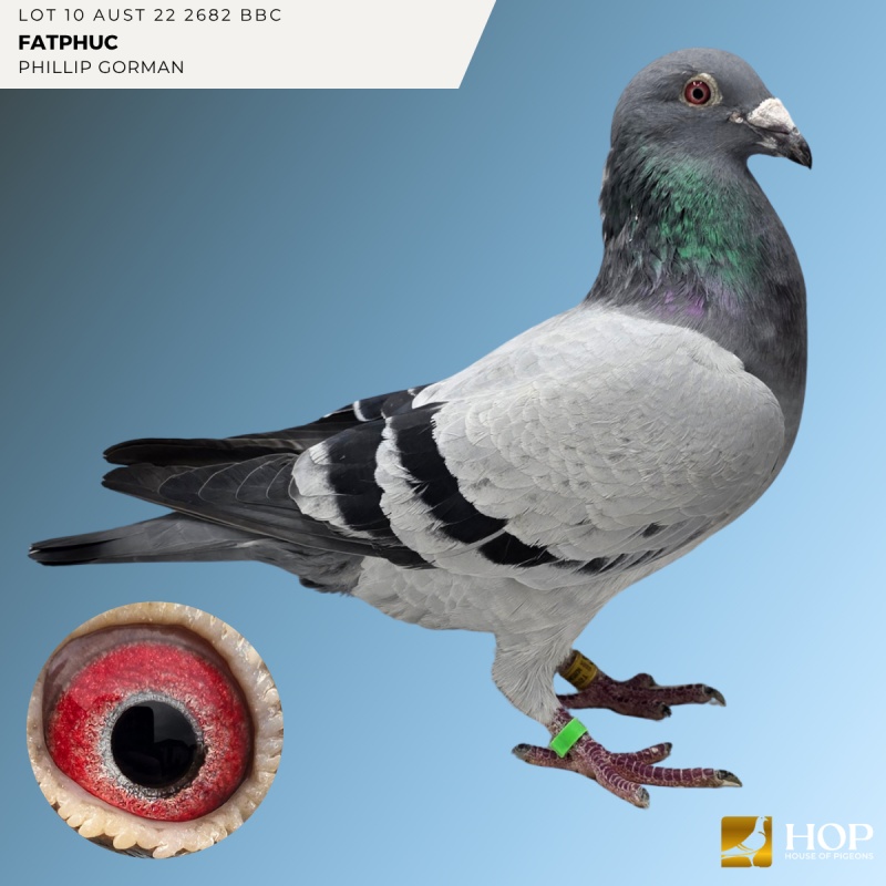 Lot 10 AUST 22 2682 BBC 'FATPHUC' VAN DEN BULCK X HAMILTON