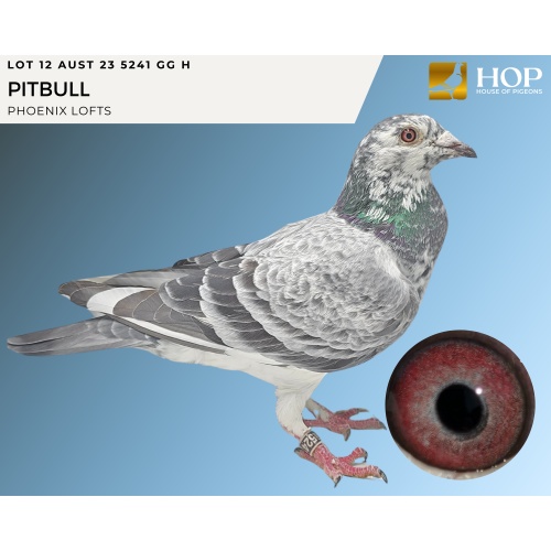 LOT 12 AUST 23 5241 GG H PITBULL