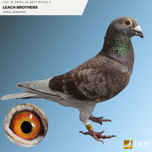 LOT 12 VRPU 23 3617 RCHQ C LEACH BROTHERS