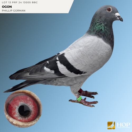Lot 13 PRF 24 13005 BBC 'OGON' HOOYMAN X
