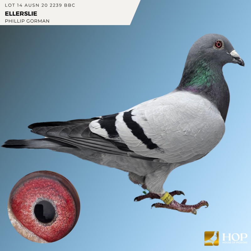Lot 14 AUSN 20 2239 BBC 'ELLERSLIE' HEREMANS X CUESTERS
