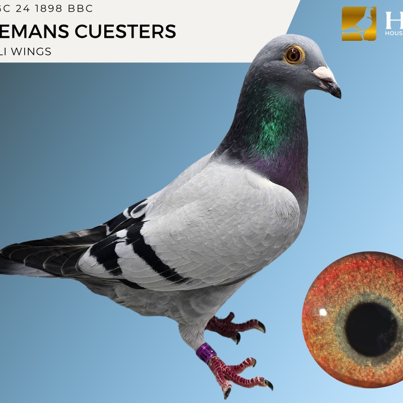 LOT 1 GC 24 1898 BBC HEREMANS CUESTERS