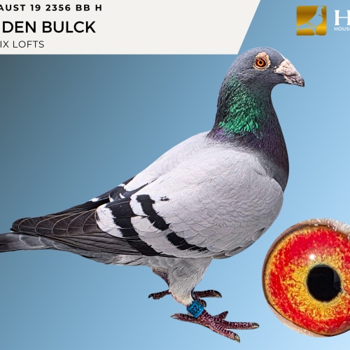 LOT 2 AUST 19 2356 BB H VAN DEN BULCK