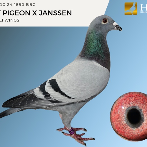 LOT 2 GC 24 1890 BBC MAY PIGEON X JANSSEN