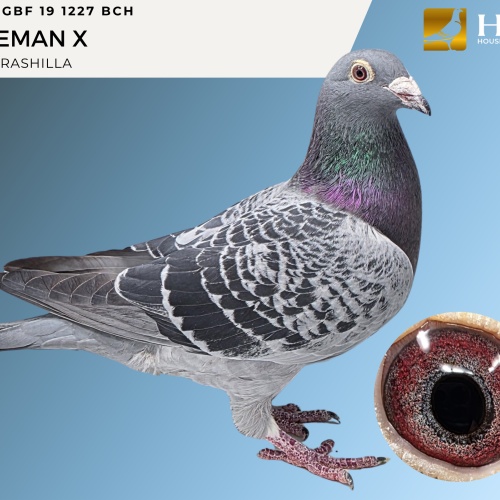 LOT 2 IGBF 19 1227 BCH HEREMAN X