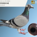 LOT 3 IHPS 24 370 BBPC PEC PORSCHE