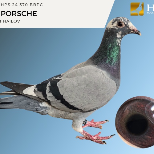 LOT 3 IHPS 24 370 BBPC PEC PORSCHE