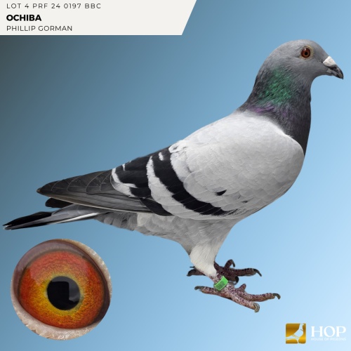 Lot 4 PRF 24 0197 BBC 'OCHIBA'
