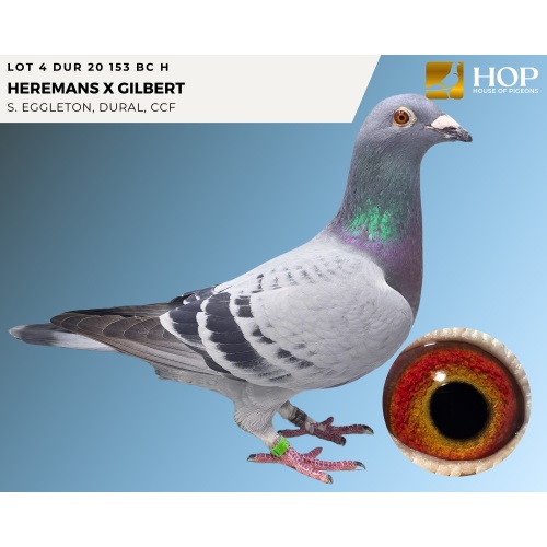 LOT 4 DUR 20 153 BC H HEREMANS X GILBERT