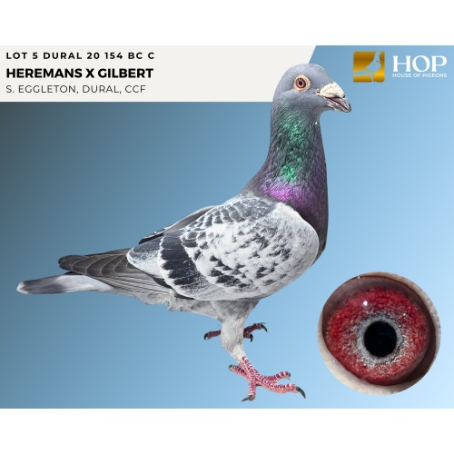 LOT 5 DURAL 20 154 BC C HEREMANS X GILBERT