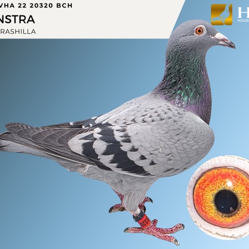 LOT 6 VHA 22 20320 BCH VEENSTRA