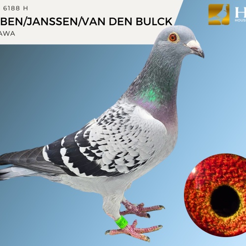 LOT 7 CCF 23 6188 H HOUBEN X JANSSEN X VAN DEN BULCK