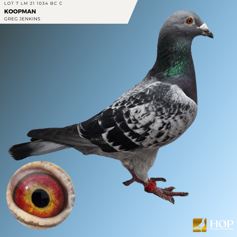 LOT 7 LM 21 1034 BC C KOOPMAN