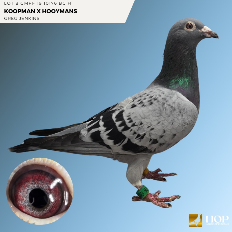 LOT 8 GMPF 19 10176 BC H KOOPMAN X HOOYMANS
