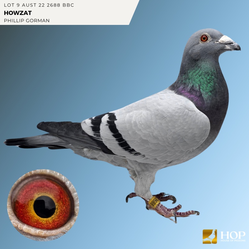 Lot 9 AUST 22 2688 BBC 'HOWZAT' VAN DEN BULCK X HAMILTON
