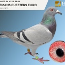 LOT 9 AUST 24 4234 BB H HEREMANS CUESTERS EURO