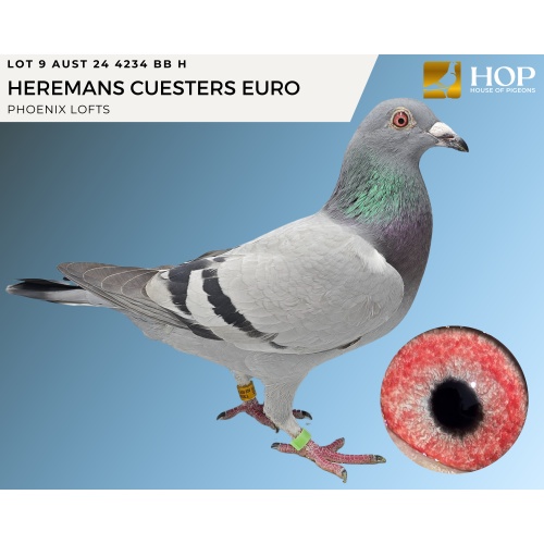 LOT 9 AUST 24 4234 BB H HEREMANS CUESTERS EURO