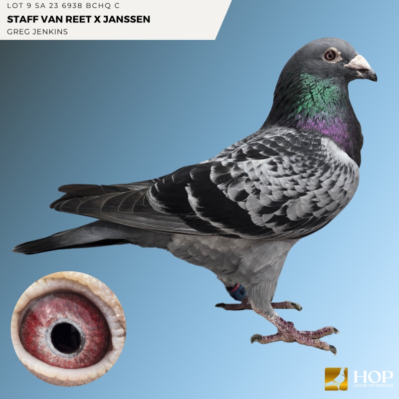 LOT 9 SA 23 6938 BCHQ C STAFF VAN REET X JANSSEN