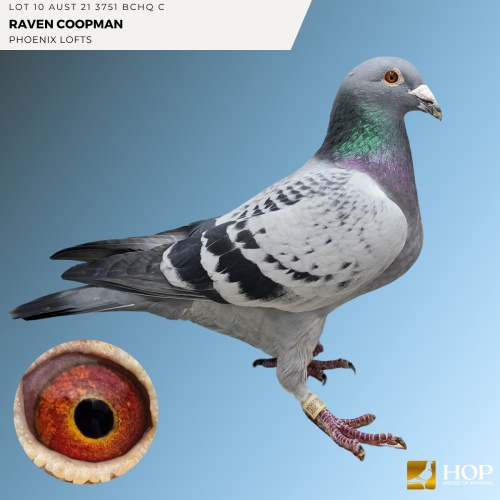 Lot 10 AUST 21 3751 BCHQ C Raven Coopman