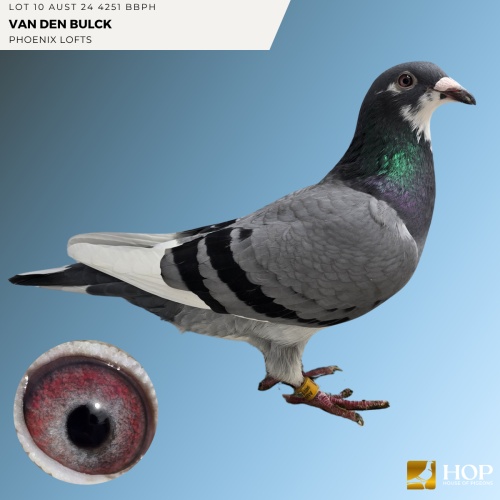 Lot 10 AUST 24 4251 BBPH VAN DEN BULCK