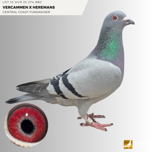 Lot 10 DUR 25 274 BBC VERCAMMEN X HEREMANS