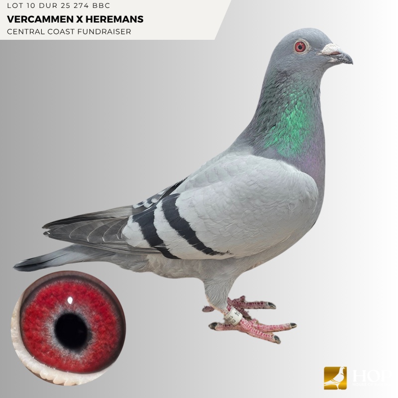 Lot 10 DUR 25 274 BBC VERCAMMEN X HEREMANS