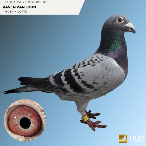 Lot 11 AUST 22 3633 BCHQC RAVEN VAN LOON