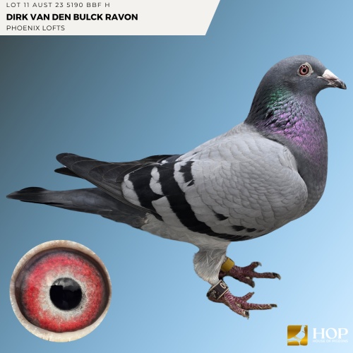 Lot 11 AUST 23 5190 BBF H Dirk Van Den Bulck Ravon