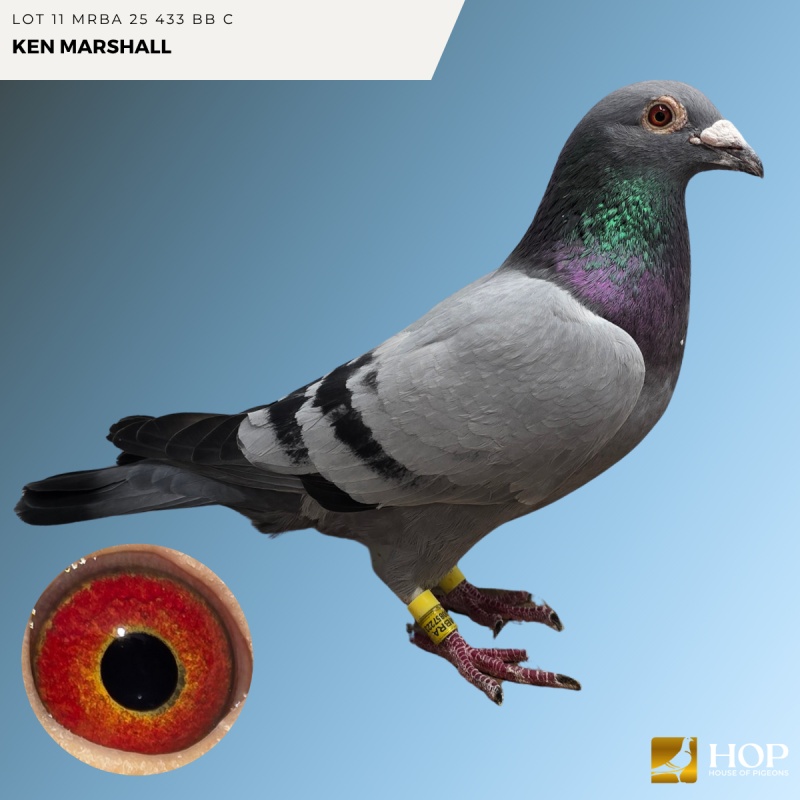 Lot 11 MRBA 25 433 BB C KEN MARSHALL