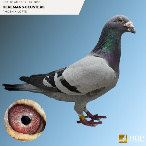Lot 12 AUST 17 102 BBC HEREMANS-CEUSTERS