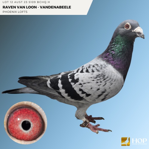 Lot 12 AUST 23 5109 BCHQ H Raven Van Loon - Vandenabeele
