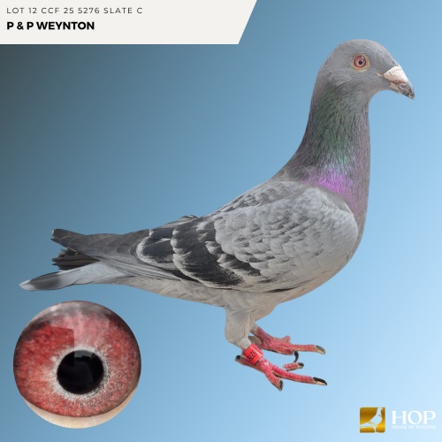Lot 12 CCF 25 5276 SLATE C P & P WEYNTON