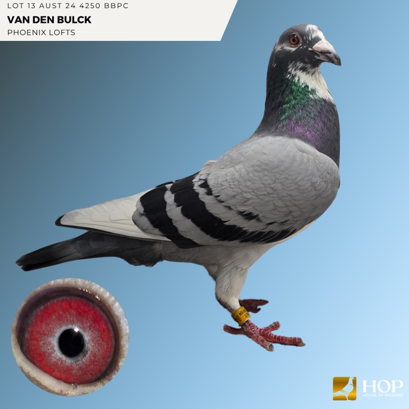 Lot 13 AUST 24 4250 BBPC VAN DEN BULCK