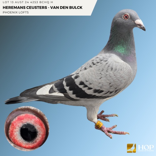 Lot 13 AUST 24 4253 BCHQ H Heremans Ceusters - Van Den Bulck