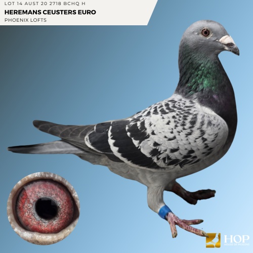 Lot 14 AUST 20 2718 BCHQ H Heremans Ceusters Euro
