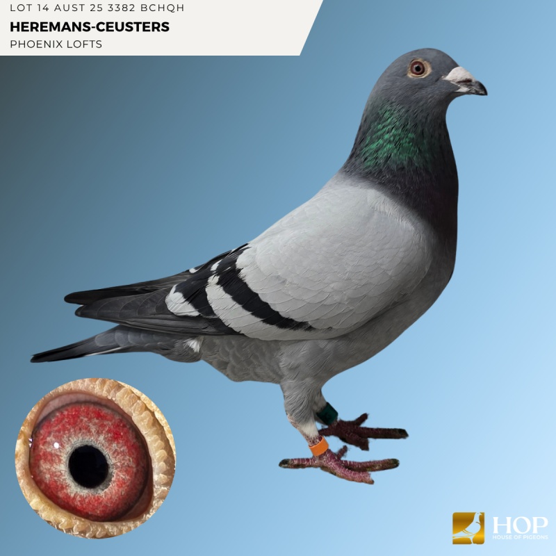 Lot 14 AUST 25 3382 BCHQH HEREMANS-CEUSTERS