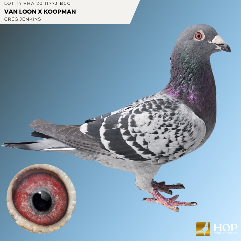 Lot 14 VHA 20 11773 BCC VAN LOON x KOOPMAN