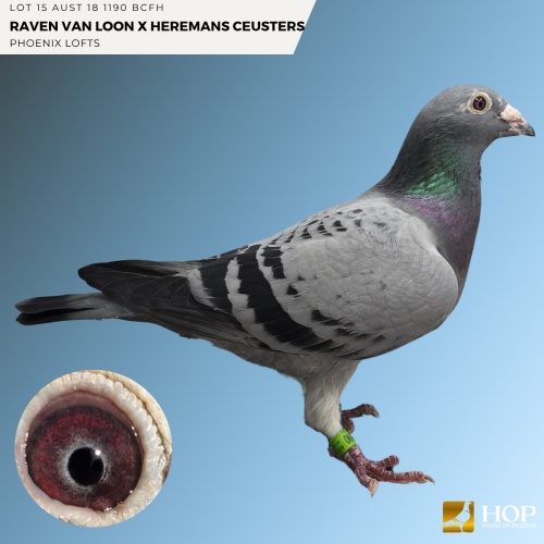 Lot 15 AUST 18 1190 BCFH RAVEN VAN LOON X HEREMANS CEUSTERS