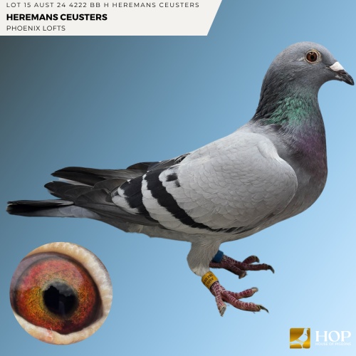 Lot 15 AUST 24 4222 BB H Heremans Ceusters