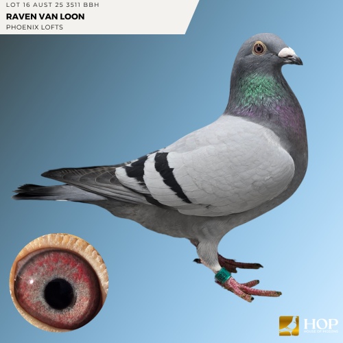 Lot 16 AUST 25 3511 BBH RAVEN VAN LOON
