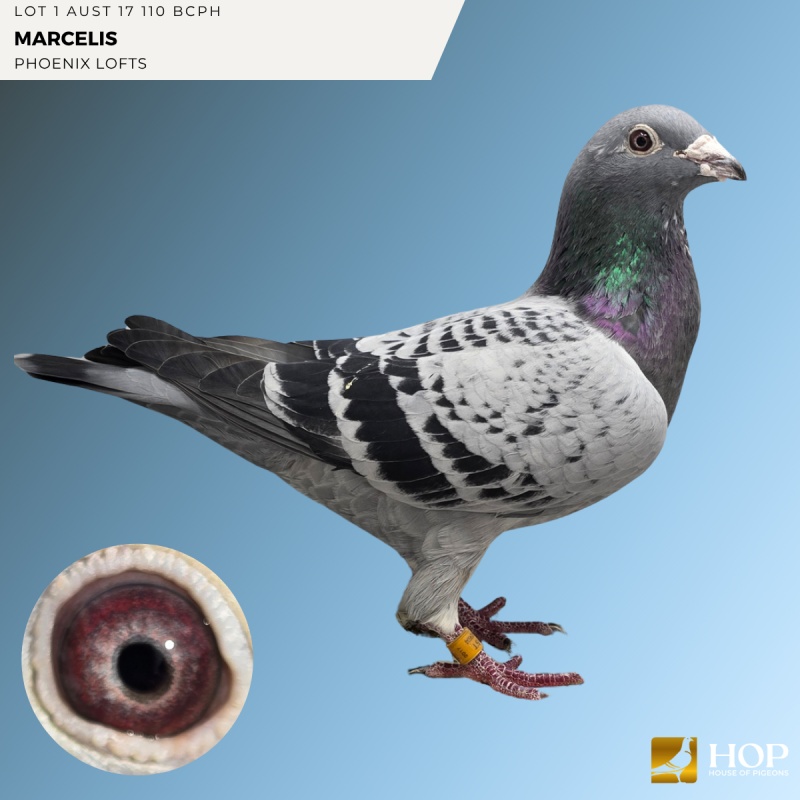 Lot 1 AUST 17 110 BCPH MARCELIS