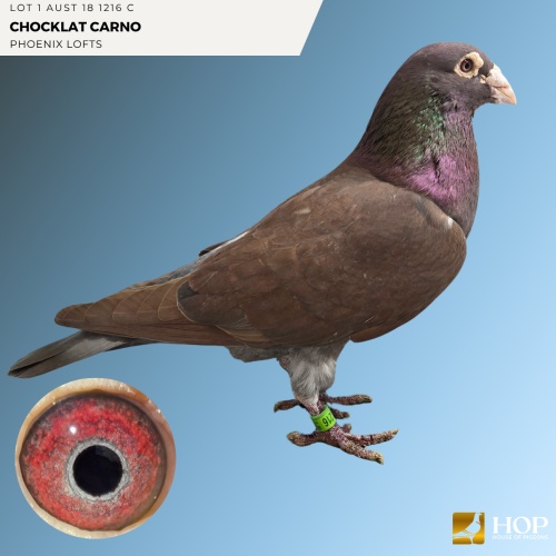 Lot 1 AUST 18 1216 C Chocklat Carno