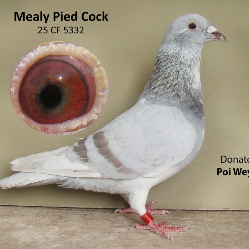 Lot 1 CCF 25 5332 Mealy Cock P and P Weynton