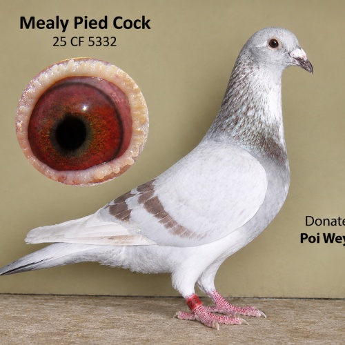 Lot 1 CCF 25 5332 Mealy Cock P and P Weynton