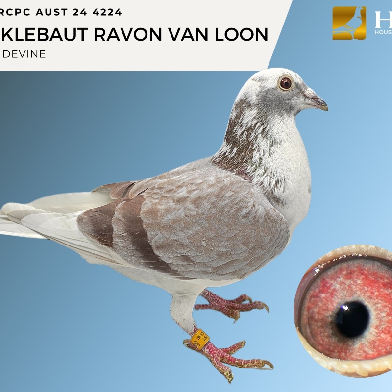 Lot 1 RCPC AUST 24 4224 STICKLEBAUT RAVON VAN LOON