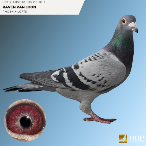 Lot 2 AUST 18 1115 BCHQH RAVEN VAN LOON