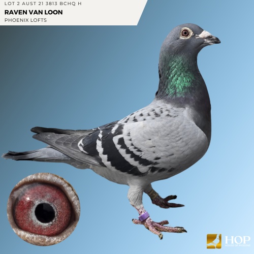 Lot 2 AUST 21 3813 BCHQ H Raven Van Loon