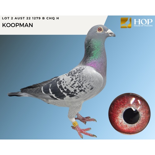 LOT 2 AUST 22 1279 BCHQ H KOOPMAN