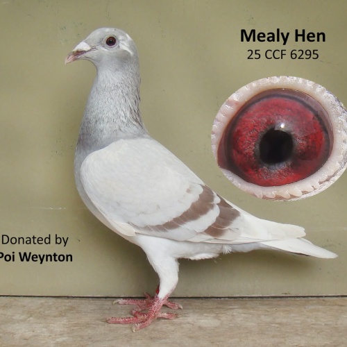 Lot 2 CCF 25 6295 Mealy Hen P and P Weynton